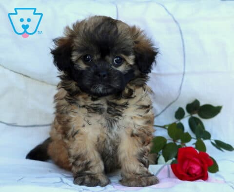 Lola Shihpoo