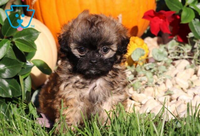 Lola, a fluffy brown and tan Shihpoo puppy with a dark black face and round eyes sitting in green grass among pumpkins and autumn decorations in Nottingham, PA. image