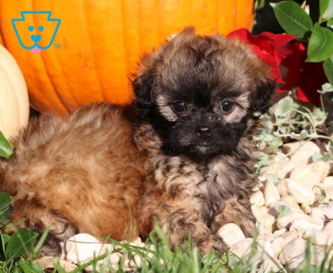 Lola, a brown and tan Shihpoo puppy with a fluffy coat and black muzzle lying on white decorative stones in front of orange and white pumpkins in Nottingham, PA.