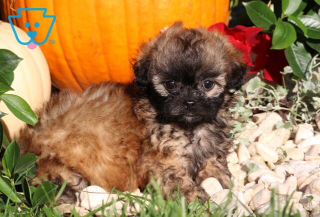 Lola, a brown and tan Shihpoo puppy with a fluffy coat and black muzzle lying on white decorative stones in front of orange and white pumpkins in Nottingham, PA. image