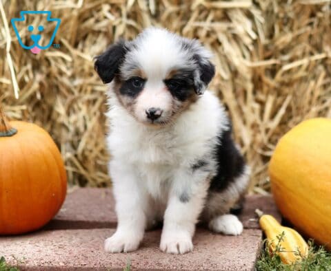 Lorene Mini Australian Shepherd
