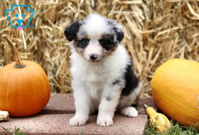 Lorene Mini Australian Shepherd image