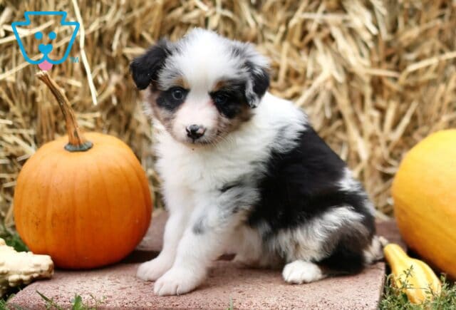 Lorene Mini Australian Shepherd2 image