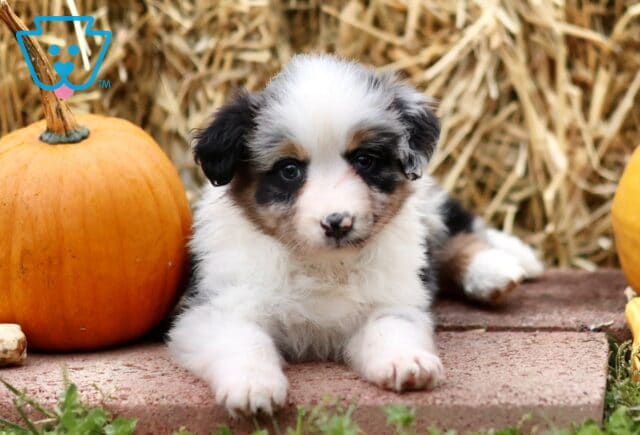 Lorene Mini Australian Shepherd3 image