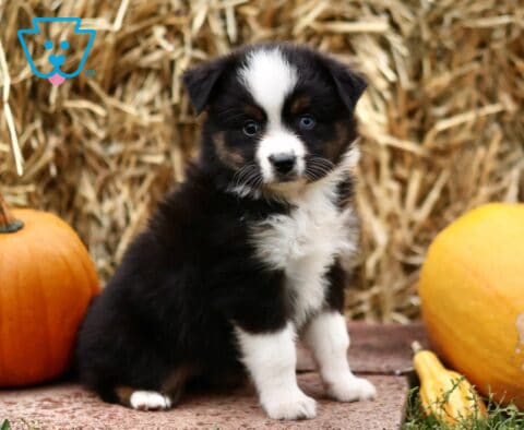 Louann Mini Australian Shepherd