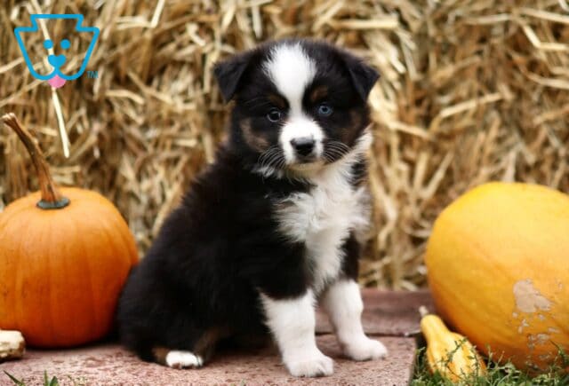 Louann Mini Australian Shepherd image