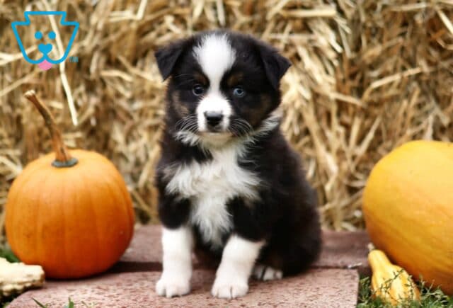 Louann Mini Australian Shepherd2 image