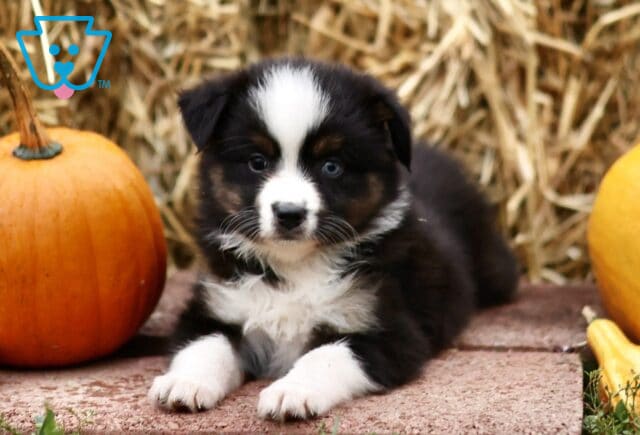 Louann Mini Australian Shepherd3 image