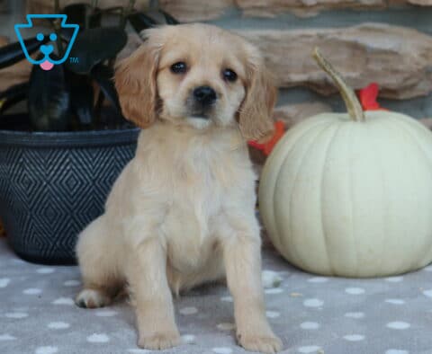 Lovey Mini Golden