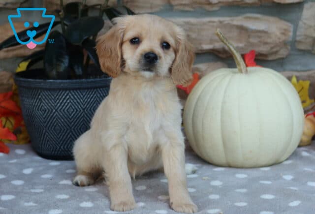 Lovey Mini Golden image