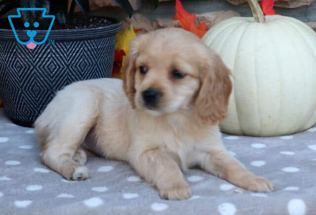 Lovey Mini Golden2 image