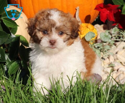 Lovey, a fluffy brown and white Shihpoo puppy with a white blaze on her forehead sitting in green grass surrounded by pumpkins and autumn decorations in Nottingham, PA.
