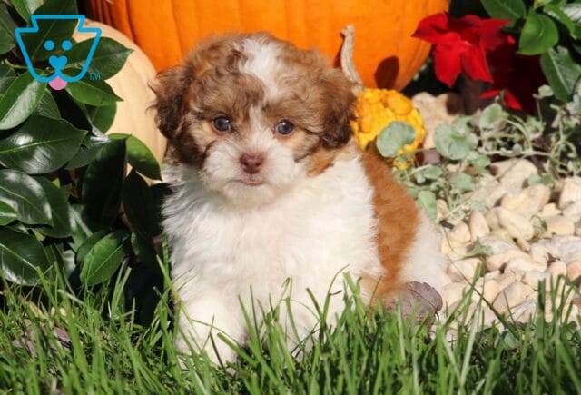 Lovey, a fluffy brown and white Shihpoo puppy with a white blaze on her forehead sitting in green grass surrounded by pumpkins and autumn decorations in Nottingham, PA. image