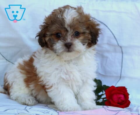 Lovey Shihpoo Retake