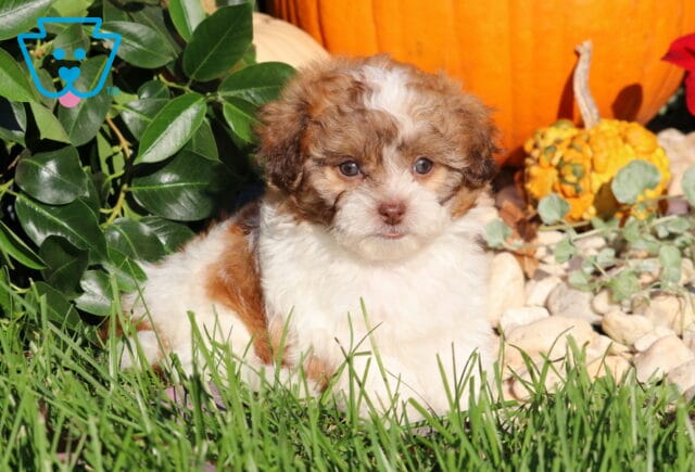 Lovey, a brown and white Shihpoo puppy with soft, fluffy fur and expressive eyes lying in the grass beside leafy greenery and colorful fall pumpkins in Nottingham, PA. image