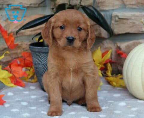 Lucky Mini Golden