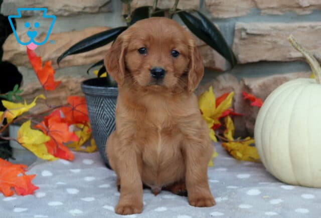 Lucky Mini Golden image