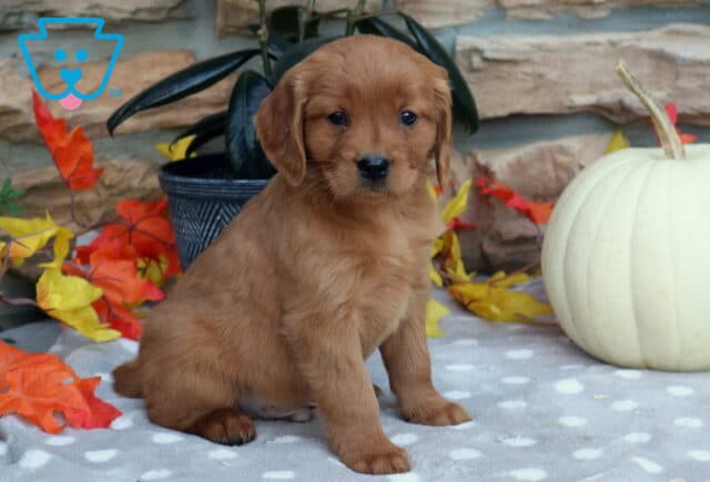 Lucky Mini Golden2 image