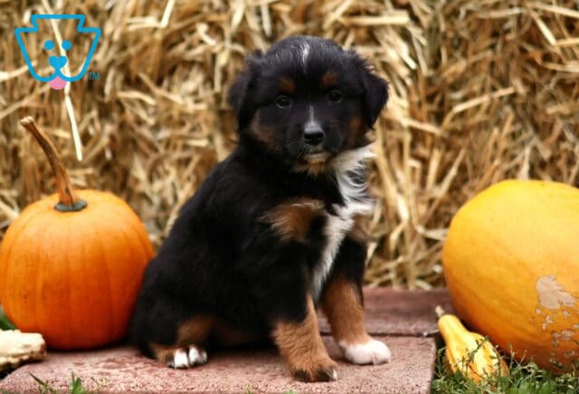 Lucy Mini Australian Shepherd image
