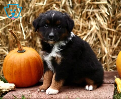 Lucy Mini Australian Shepherd2