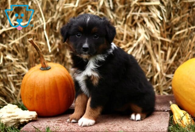 Lucy Mini Australian Shepherd2 image