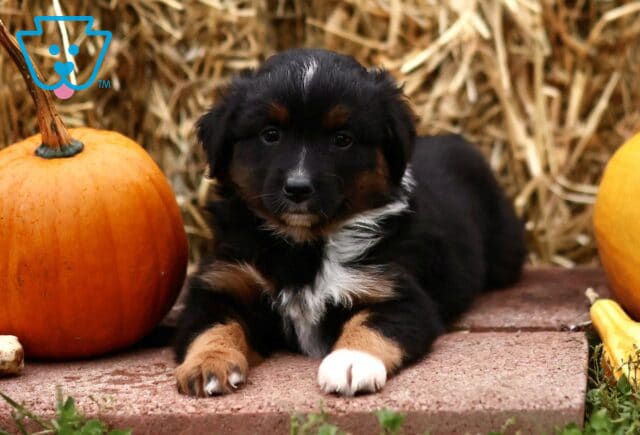 Lucy Mini Australian Shepherd3 image
