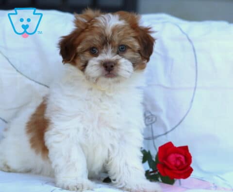 Luka SHihpoo Retake