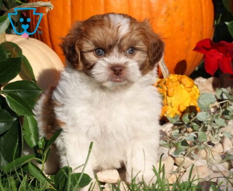 Luka, a fluffy brown and white Shihpoo puppy with a white blaze on his forehead and round brown eyes sitting among pumpkins, greenery, and fall decorations in Nottingham, PA.