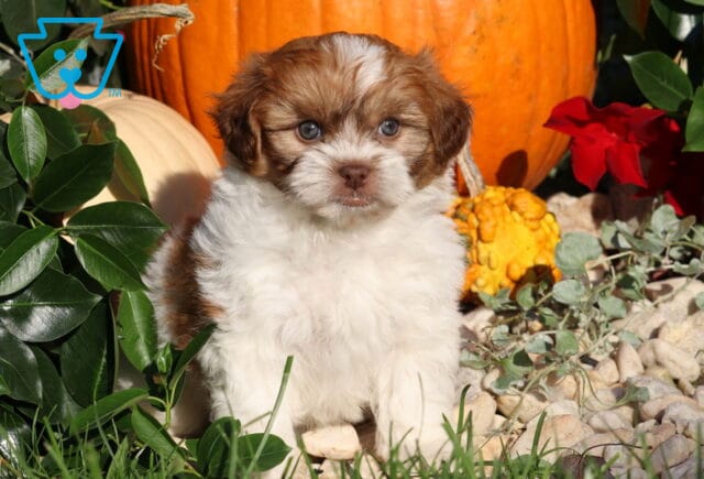 Luka, a fluffy brown and white Shihpoo puppy with a white blaze on his forehead and round brown eyes sitting among pumpkins, greenery, and fall decorations in Nottingham, PA. image