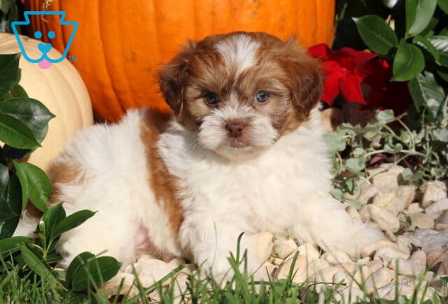Luka, a brown and white Shihpoo puppy with a fluffy coat and sweet, expressive eyes lying among white decorative stones with his front paws stretched out in front of fall pumpkins in Nottingham, PA. image