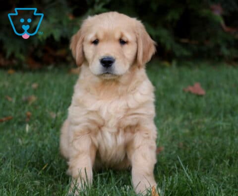 Macho Golden