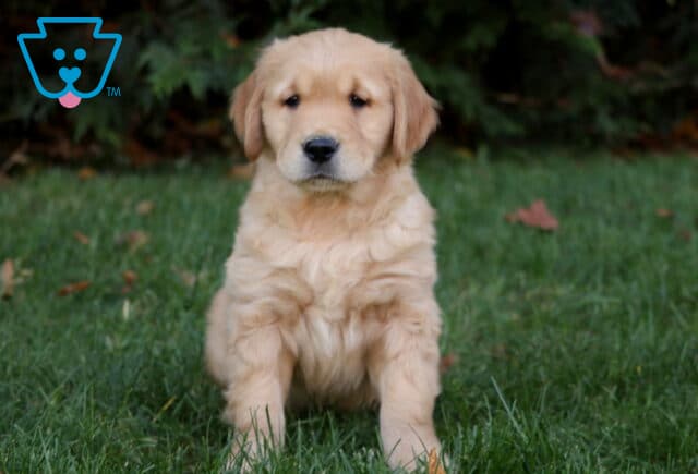 Macho Golden image