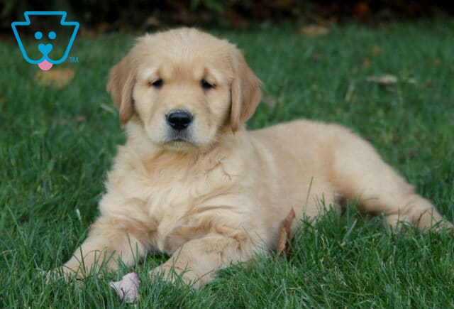 Macho Golden2 image