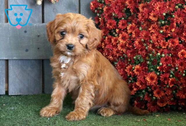 Red Cavapoo puppy with a soft wavy coat and white chest marking sitting on green turf beside rich rust-colored fall flowers. image