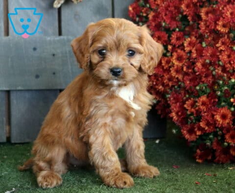 Apricot Cavapoo puppy with a white chest patch sitting on green turf beside a dense cluster of deep red fall flowers.