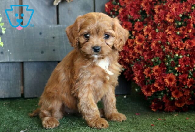 Apricot Cavapoo puppy with a white chest patch sitting on green turf beside a dense cluster of deep red fall flowers. image