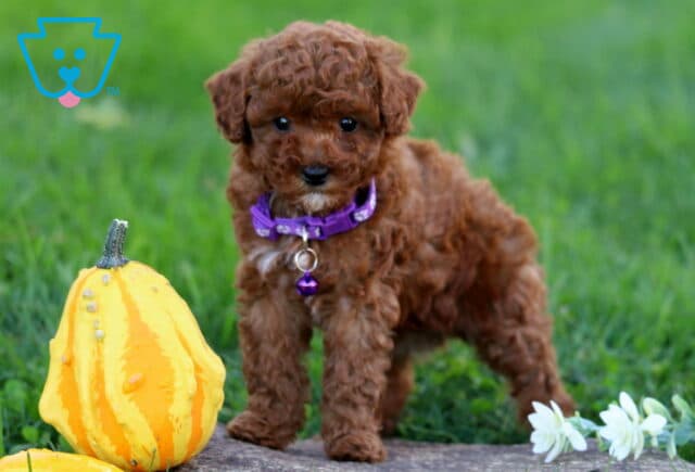 Maddison Toy Poodle image