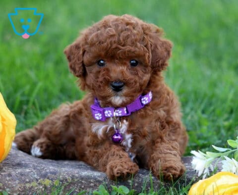 Maddison Toy Poodle2