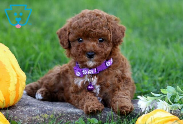 Maddison Toy Poodle2 image