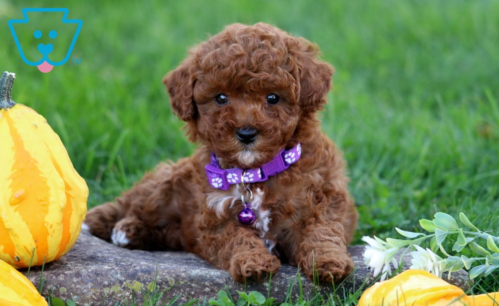Maddison (Toy Poodle, Female) in Honey Brook, PA