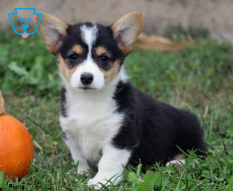 Mae Corgi