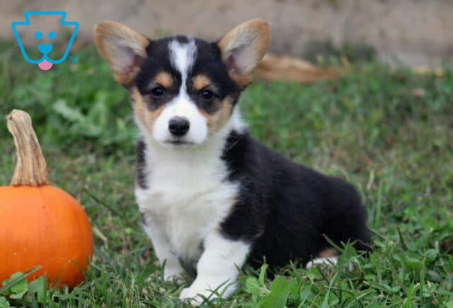 Mae Corgi image