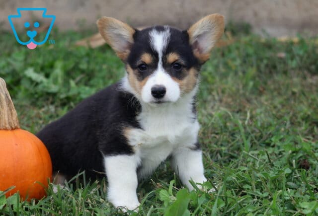 Mae Corgi2 image