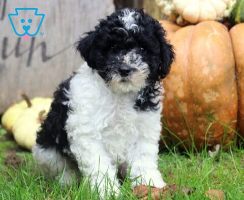Maggie Mini Poodle