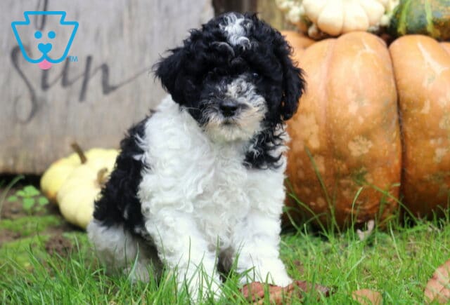 Maggie Mini Poodle image