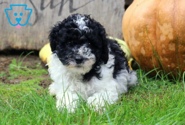 Maggie Mini Poodle2 image