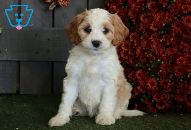 White and apricot Cavapoo puppy with a fluffy coat sitting on green turf beside a dense display of deep red autumn flowers. image