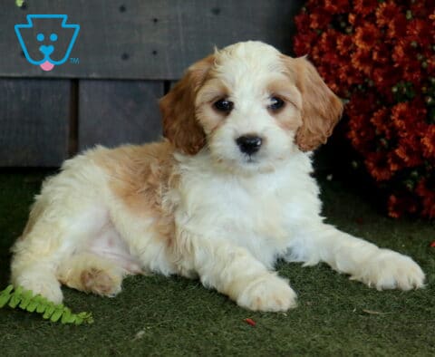 White and apricot Cavapoo puppy with a fluffy coat lying on green turf beside fern leaves and deep red autumn flowers.