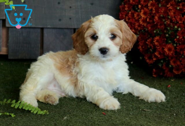 White and apricot Cavapoo puppy with a fluffy coat lying on green turf beside fern leaves and deep red autumn flowers. image