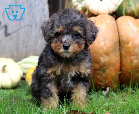 Marble Mini Poodle